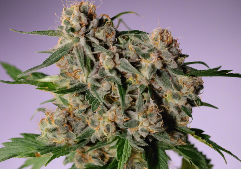 Sour Grape Strain: A Flavorful Indica-Dominant Hybrid